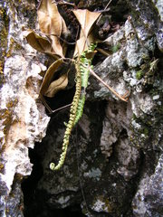 Pleopeltis squamata