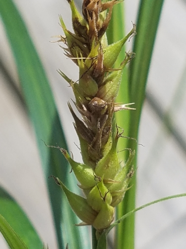 Image of Carex trichocarpa by (c) Sarah Johnson, some rights reserved (CC BY)