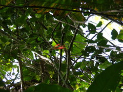 Heliconia hirsuta