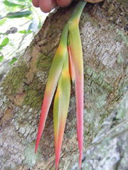 Heliconia hirsuta