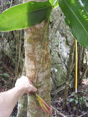 Heliconia hirsuta
