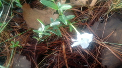 Mandevilla hypoleuca