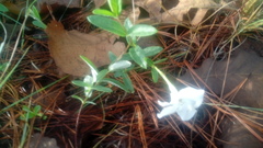 Mandevilla hypoleuca