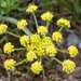 Lomatium triternatum - Photo (c) BJ Stacey, alguns direitos reservados (CC BY-NC), uploaded by BJ Stacey