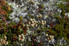 Antennaria rosea confinis