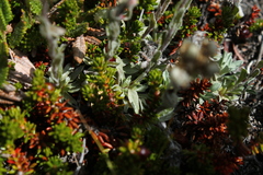 Antennaria rosea confinis