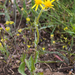 Three-tooth Groundsel - Photo (c) BJ Stacey, some rights reserved (CC BY-NC), uploaded by BJ Stacey