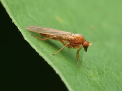 Hilara lutea