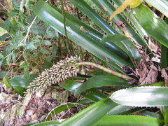 Aechmea paniculigera