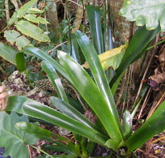 Aechmea paniculigera