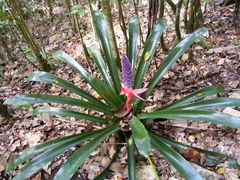 Aechmea paniculigera