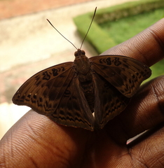 Euryphura