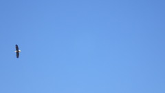 Haliaeetus leucocephalus