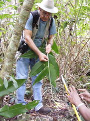 Heliconia hirsuta
