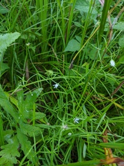 Campanula aparinoides