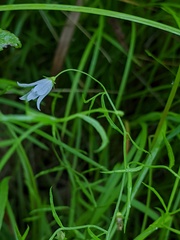 Campanula aparinoides