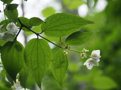 Philadelphus satsumi