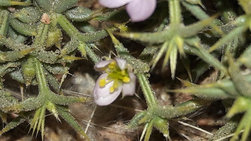 Image of Fagonia mollis by (c) Astra, some rights reserved (CC BY)