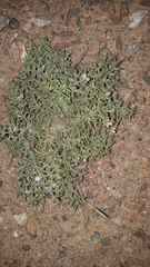 Fagonia mollis