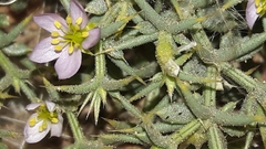 Fagonia mollis