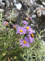Erigeron foliosus