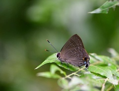 Deudorix epijarbas menesicles
