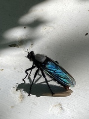 Microstylum oberthurii