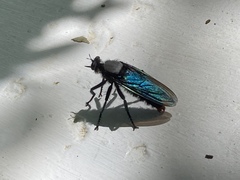 Microstylum oberthurii