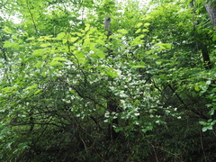 Philadelphus satsumi