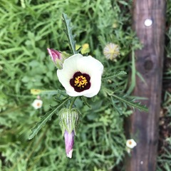 Hibiscus trionum