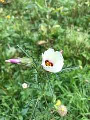 Hibiscus trionum