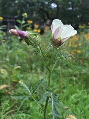 Hibiscus trionum