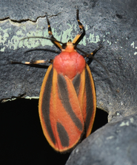Hypoprepia miniata