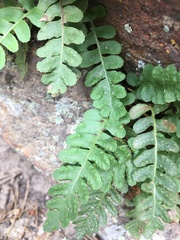 Polypodium saximontanum