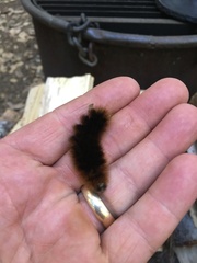 Pseudohemihyalea edwardsii