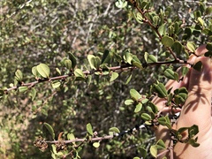 Ceanothus megacarpus megacarpus