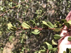 Ceanothus megacarpus megacarpus
