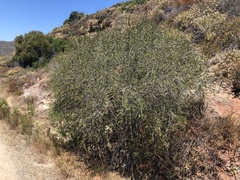 Ceanothus megacarpus megacarpus