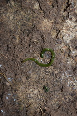 Othelosoma joburgi