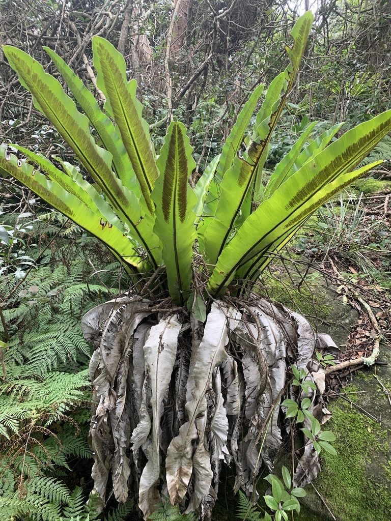 Bird's nest fern