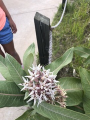 Asclepias speciosa