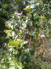 Angadenia lindeniana