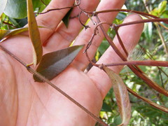 Angadenia lindeniana