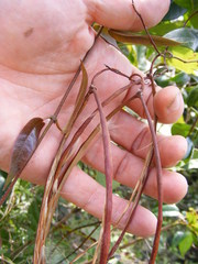 Angadenia lindeniana
