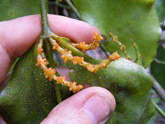 Phoradendron piperoides