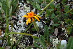Tephroseris lindstroemii