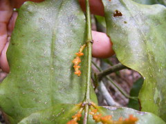 Phoradendron piperoides