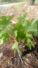 Psacalium platylepis