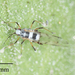 Mediterranean Mint Aphid - Photo no rights reserved, uploaded by Jesse Rorabaugh