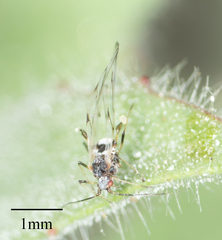 Eucarazzia elegans